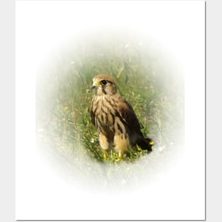 Common kestrel Posters and Art